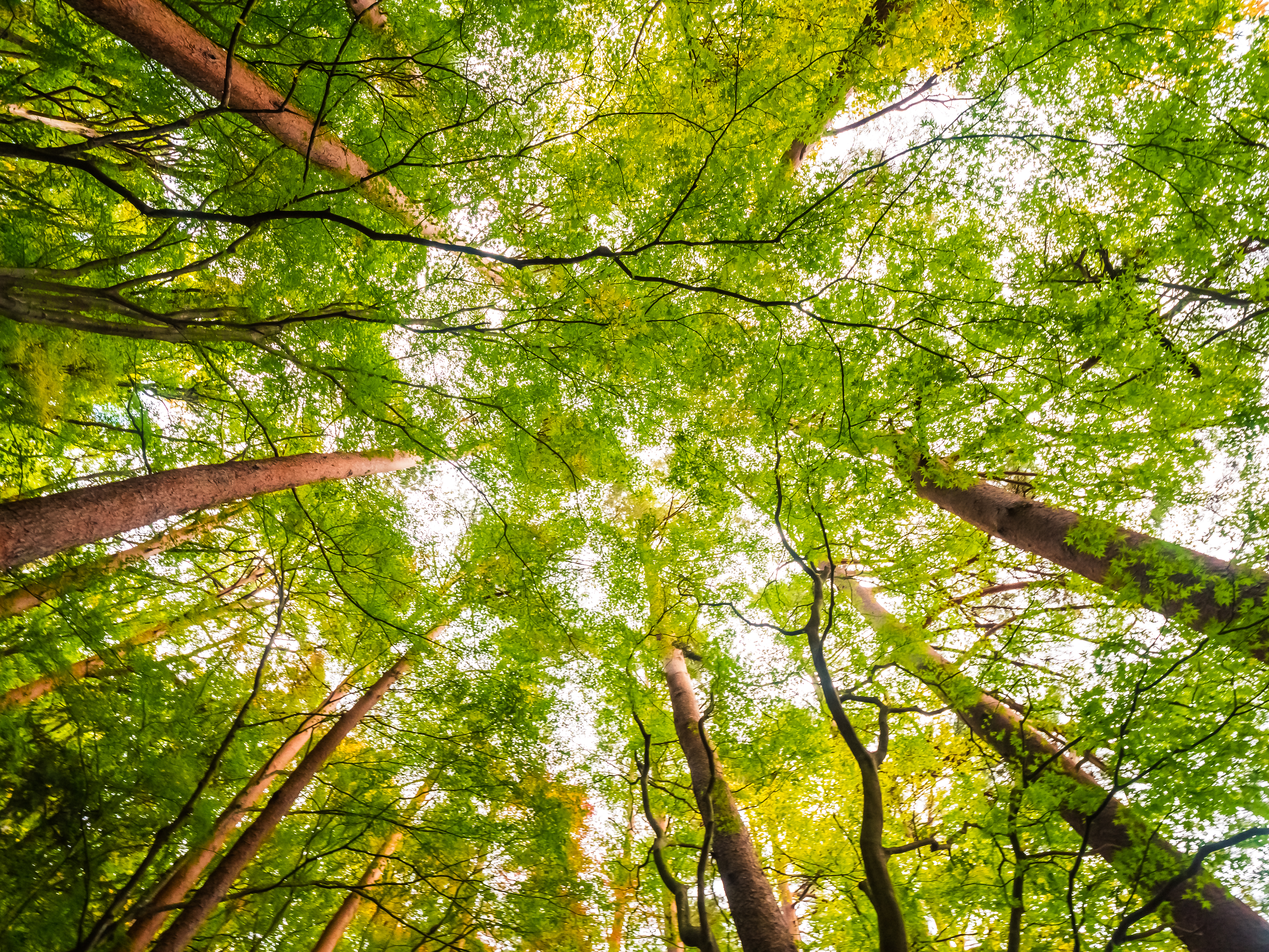 Environmental Focus